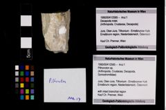 Foto (Objekt + Etikett) von Pithonoton sp.  (NHMW-GEO-1990-0041-2585)